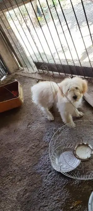 Terrier Puppy