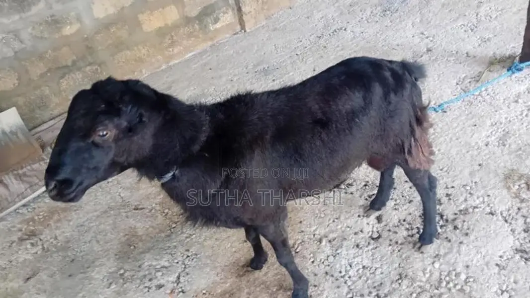 செம்மறிஆடு