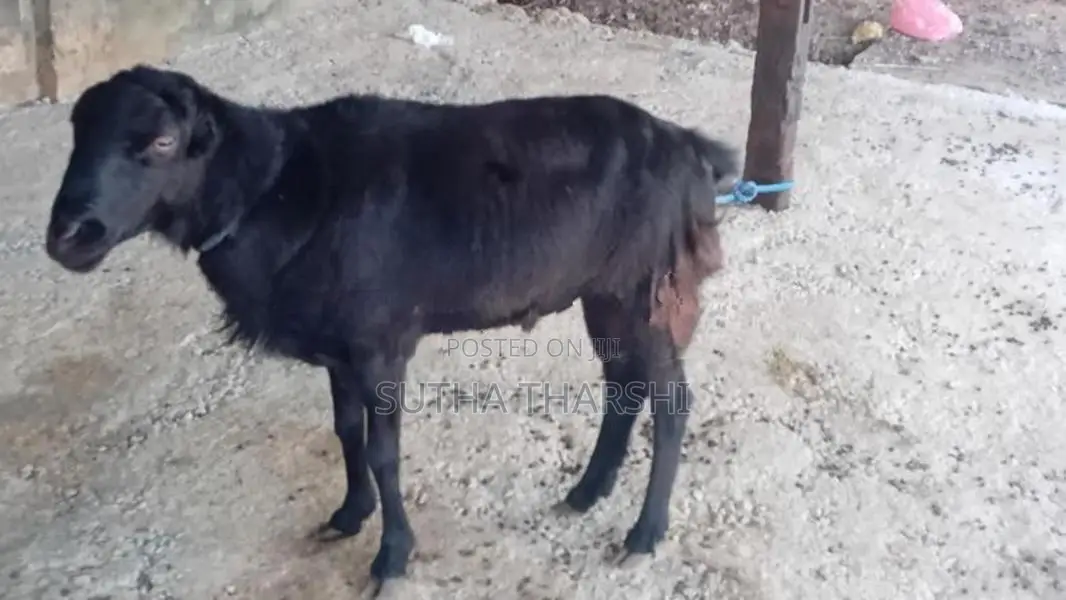 செம்மறிஆடு