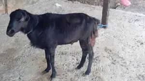 செம்மறிஆடு