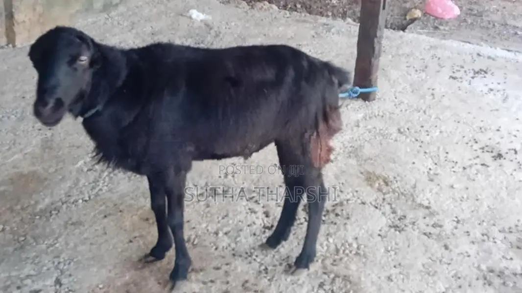 செம்மறிஆடு