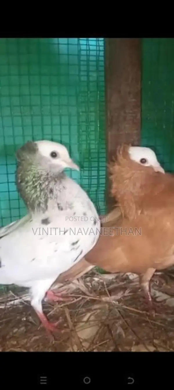 புறா - Pigeons