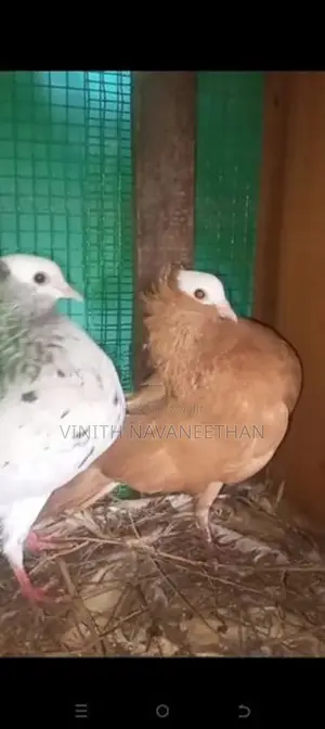 புறா - Pigeons