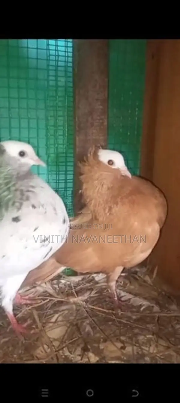 புறா - Pigeons