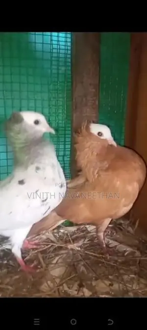 புறா - Pigeons
