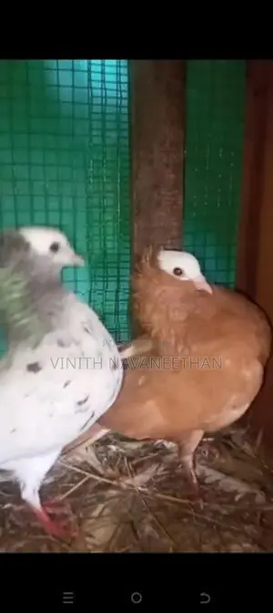 புறா - Pigeons