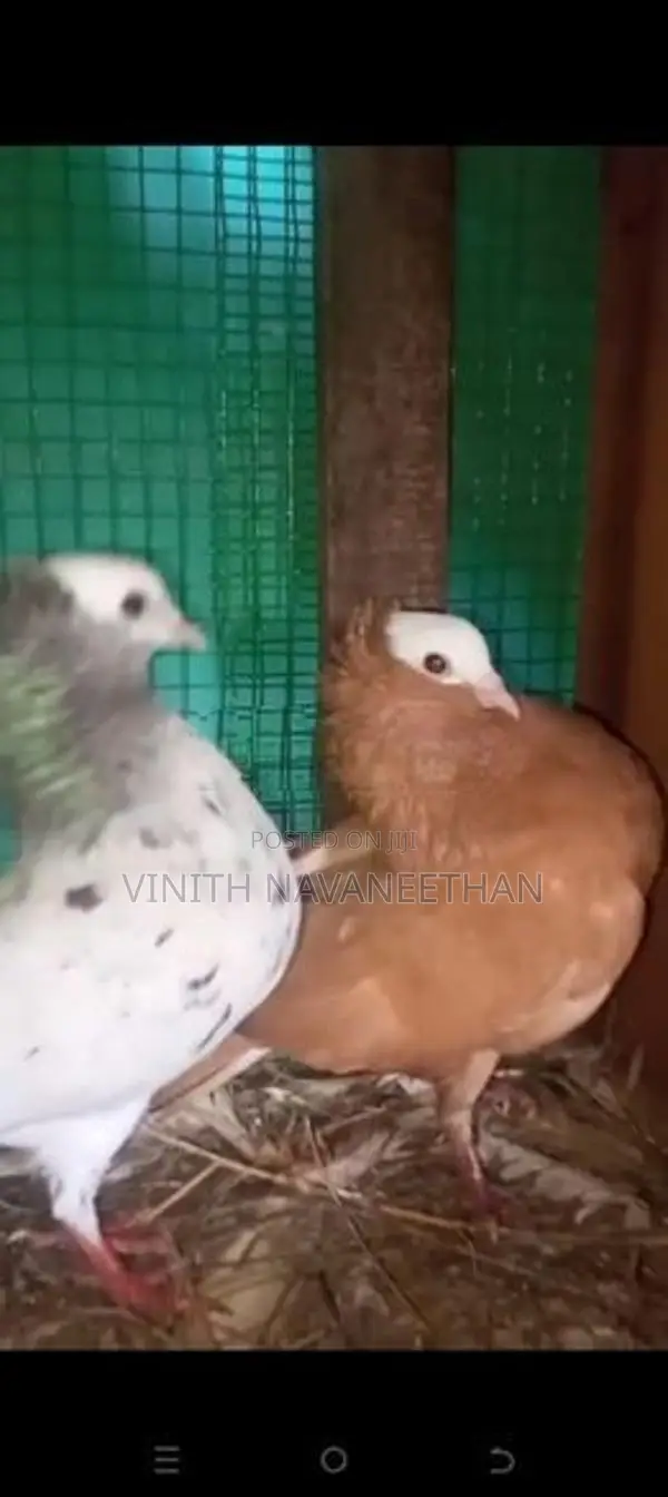 புறா - Pigeons