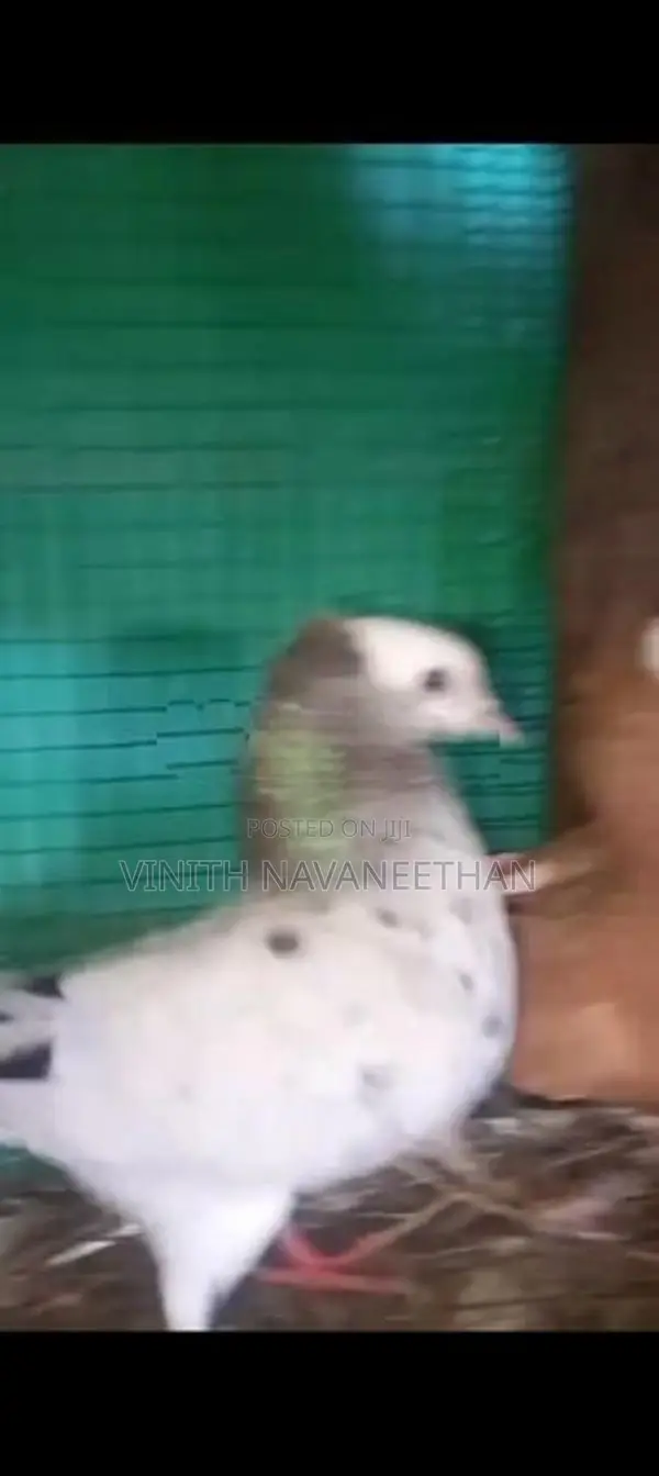 புறா - Pigeons