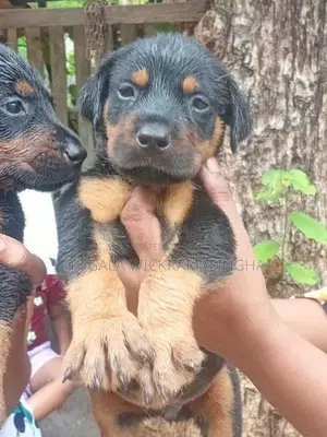 රොට්වයලර් ඩොගමන් මික්ස් පැටවුන්
