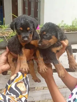 රොට්වයලර් ඩොගමන් මික්ස් පැටවුන්