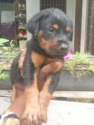 රොට්වයලර් ඩොගමන් මික්ස් පැටවුන්