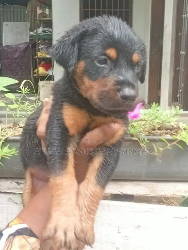 රොට්වයලර් ඩොගමන් මික්ස් පැටවුන්