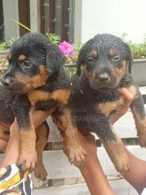 රොට්වයලර් ඩොගමන් මික්ස් පැටවුන්