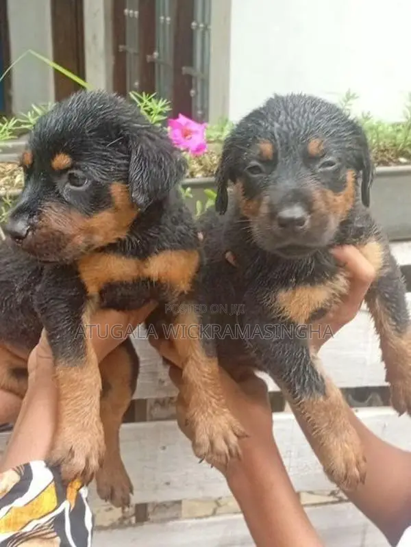 රොට්වයලර් ඩොගමන් මික්ස් පැටවුන්