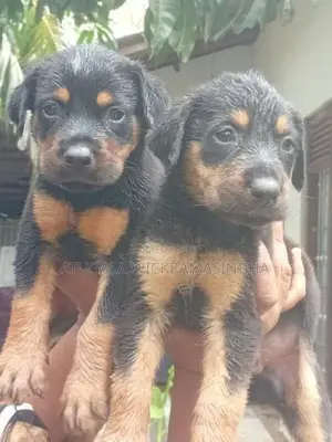 රොට්වයලර් ඩොගමන් මික්ස් පැටවුන්