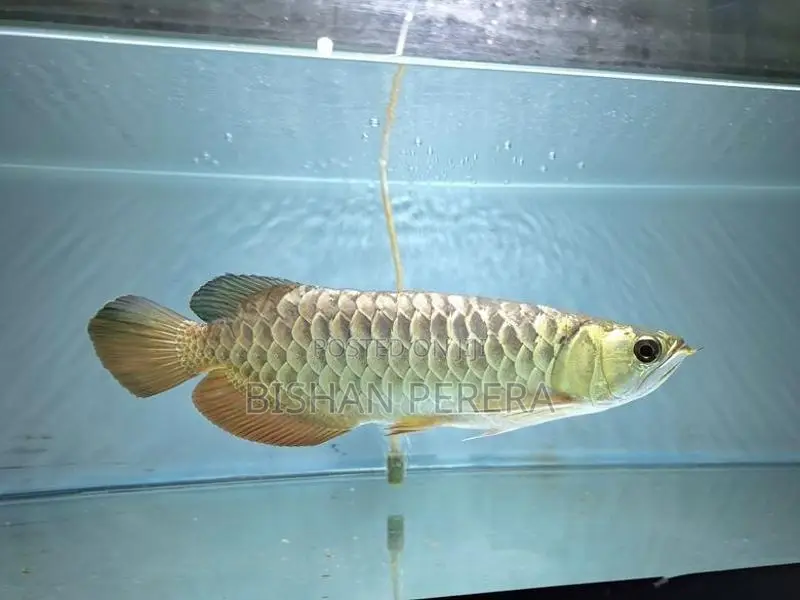 24K Crossback Golden Arowana