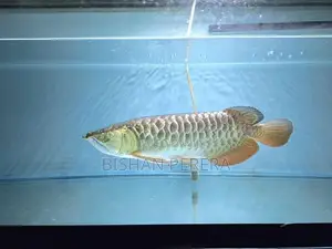 24K Crossback Golden Arowana