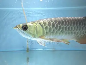 24K Crossback Golden Arowana
