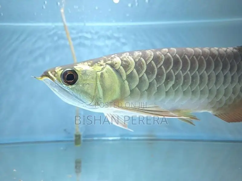 24K Crossback Golden Arowana