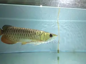 24K Crossback Golden Arowana
