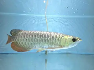 24K Crossback Golden Arowana