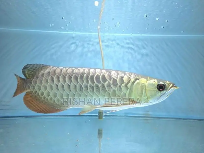 24K Crossback Golden Arowana