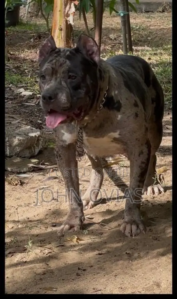 American Bully Female