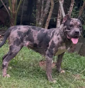 American Bully Female