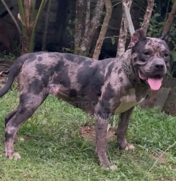 American Bully Female