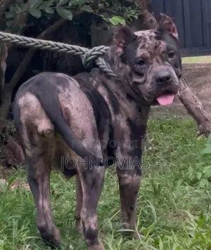 American Bully Female