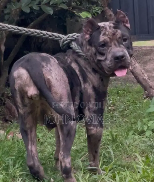 American Bully Female