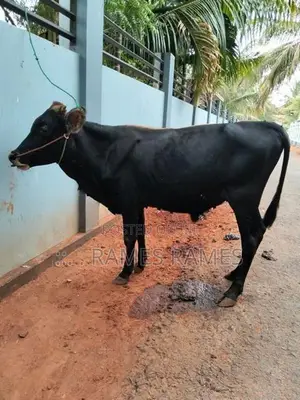 நாம்பன் மாடு