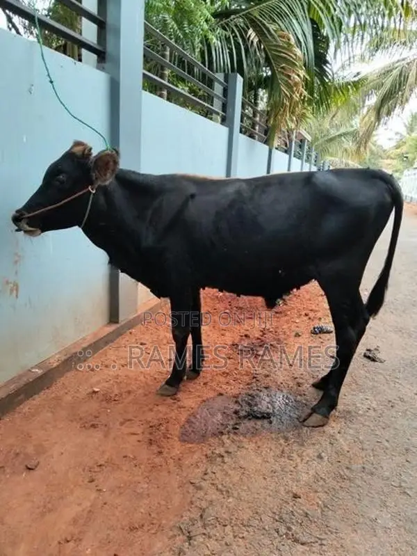நாம்பன் மாடு