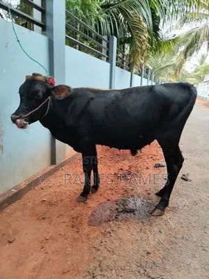 நாம்பன் மாடு