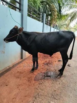 நாம்பன் மாடு