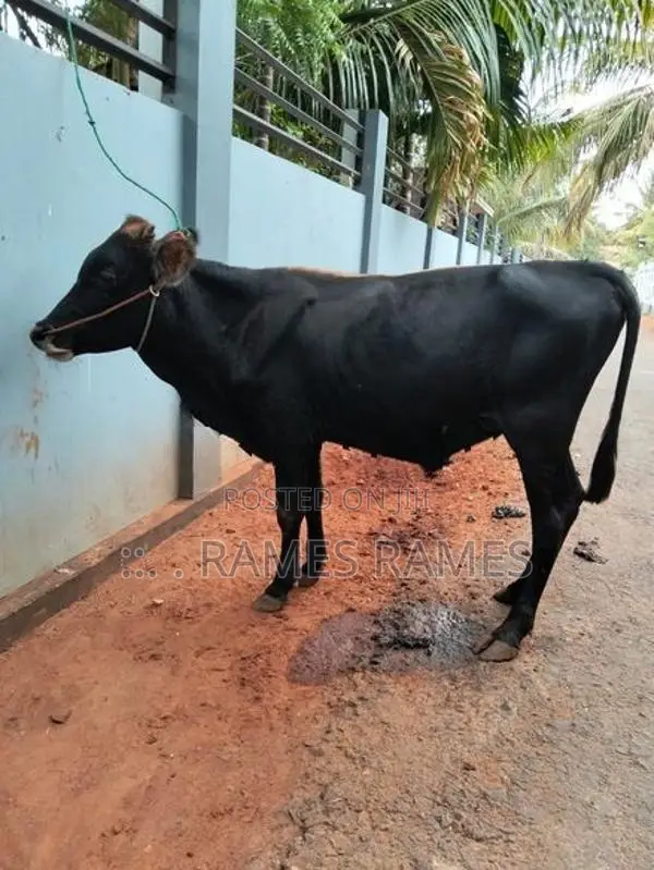 நாம்பன் மாடு