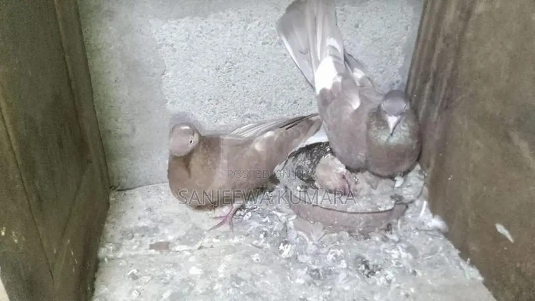 Pigeons