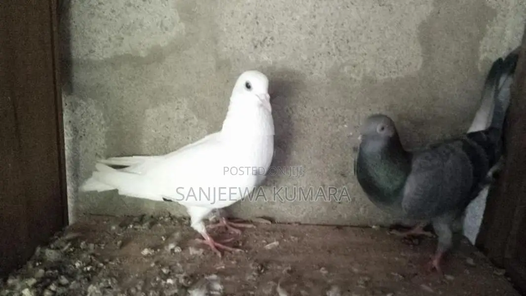 Pigeons