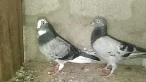 Pigeons
