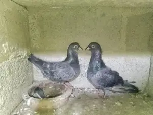 Pigeons
