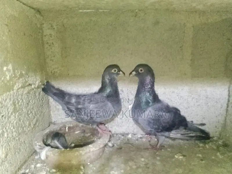Pigeons