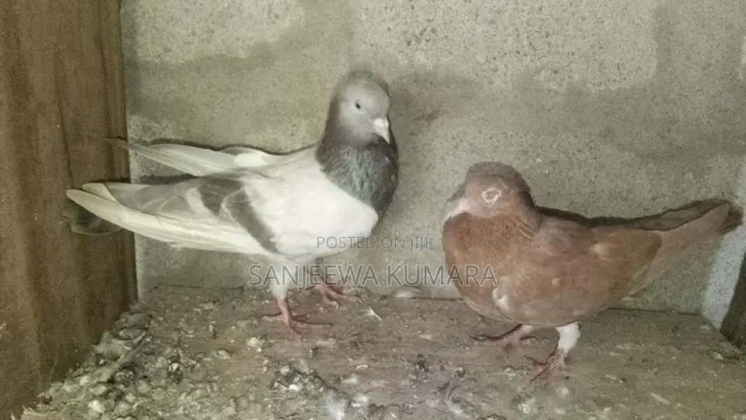 Pigeons