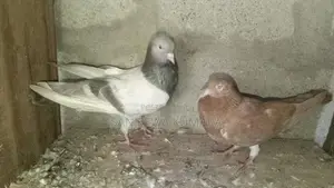 Pigeons