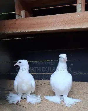 Pigeons