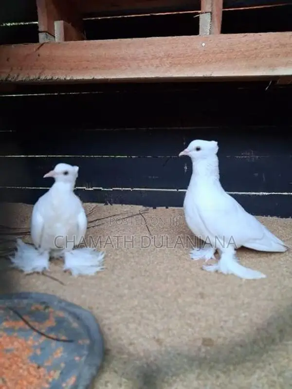 Pigeons