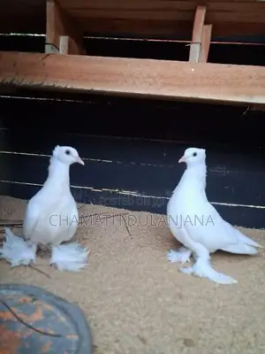 Pigeons