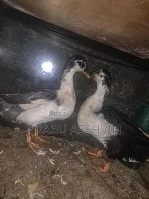 Farm Duck
