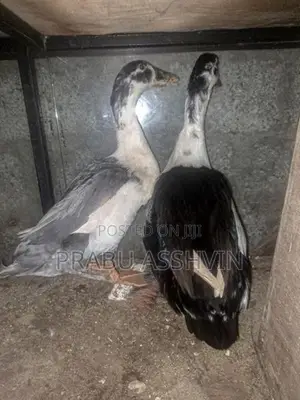 Farm Duck