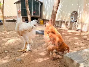 Brahma Chicken