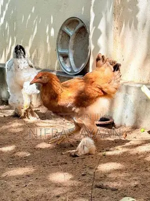 Brahma Chicken